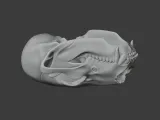 Bear Skull-3