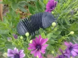 Flexi Isopod-1