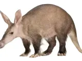 Aardvark-1