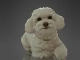 Poodle-1