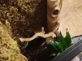 Log or Tree with branch for Terrarium Tank-3