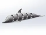 Curious dolphin-1
