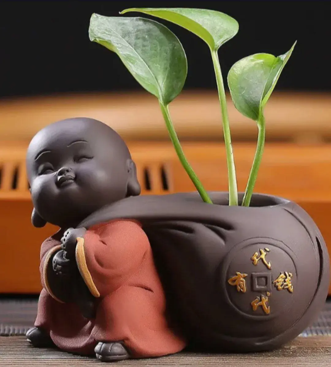 baby buda plant 