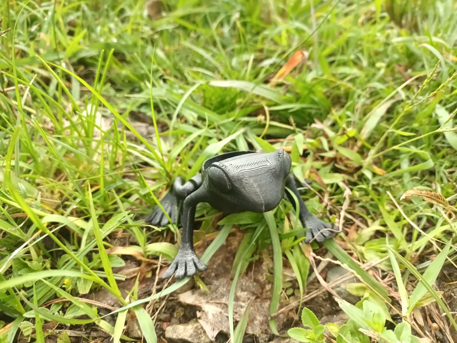 Red eye Frog