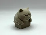 Chonky Box Kitten-3