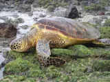 Sea turtle-0