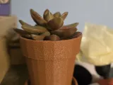 Clay Pot-0