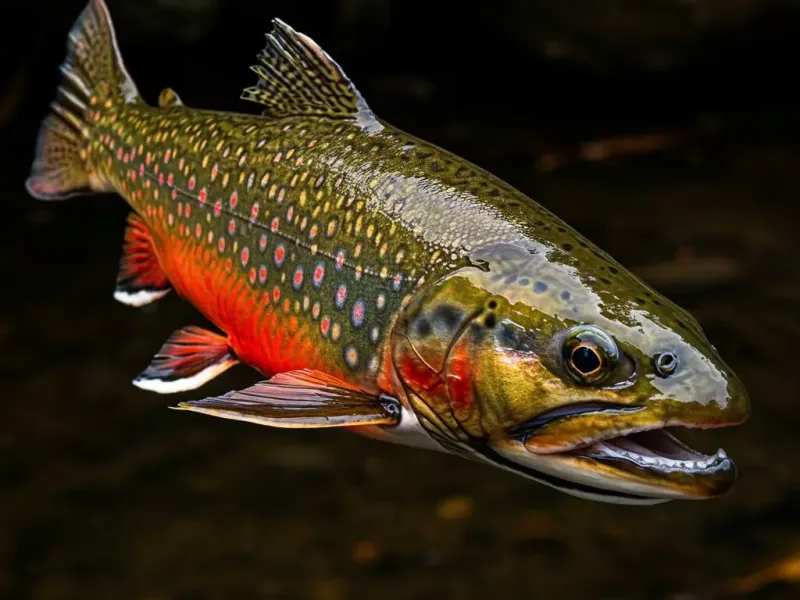 Brook Trout