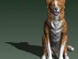BORDER COLLIE-2