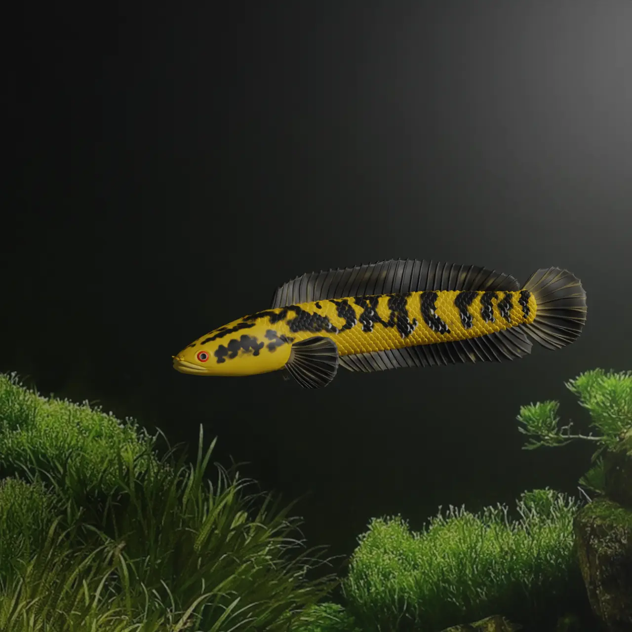 CHANNA BARCA FISCH - SCHLANGENKOPFFISCH