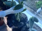 cactus shears-5