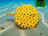 Blue Spotted Ray Mini - Multicolor 3mf included-0