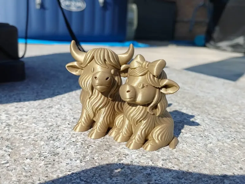 Adorable Highland Cow Couple