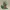 Knitted Treecko Fan Art