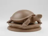 Tortoise / Schildkröte-0