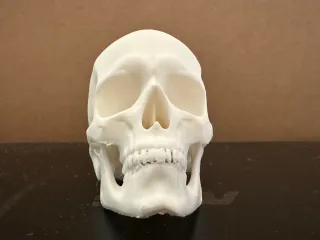 Skull