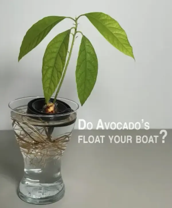 Avocado Float - grow Avocado from seed
