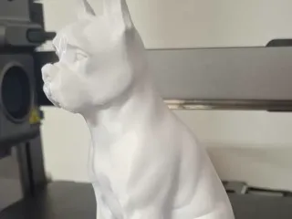 Boston Terrier