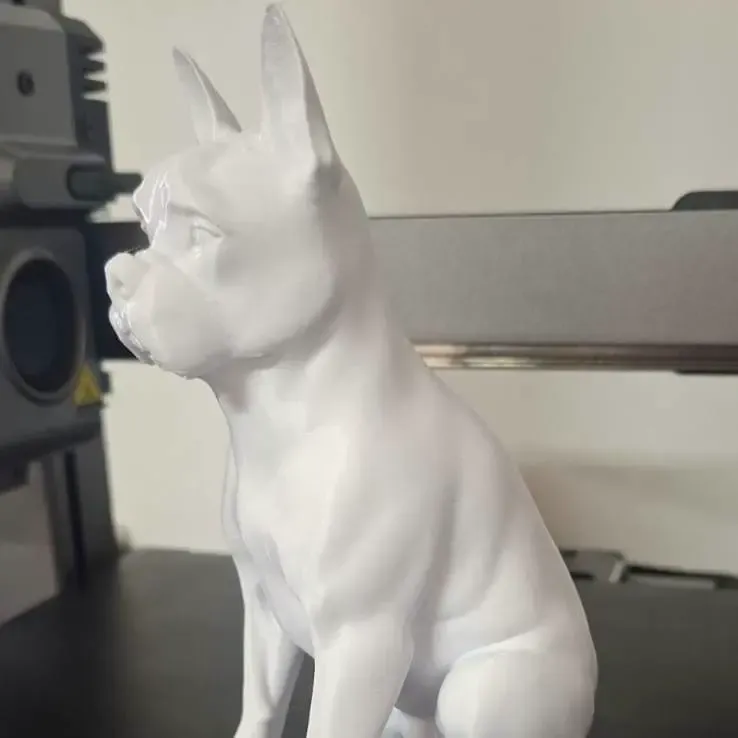 Boston Terrier
