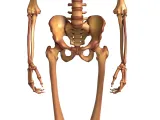 Human_Skeleton – Realistic Detailed Anatomical Bone Structur-8