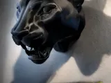 panther head-0