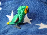 Amazon Parrot-6