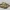 Alman Tankı, Zırhlı Savaş Aracı VI "Tiger Ace" Sd.Kfz 181