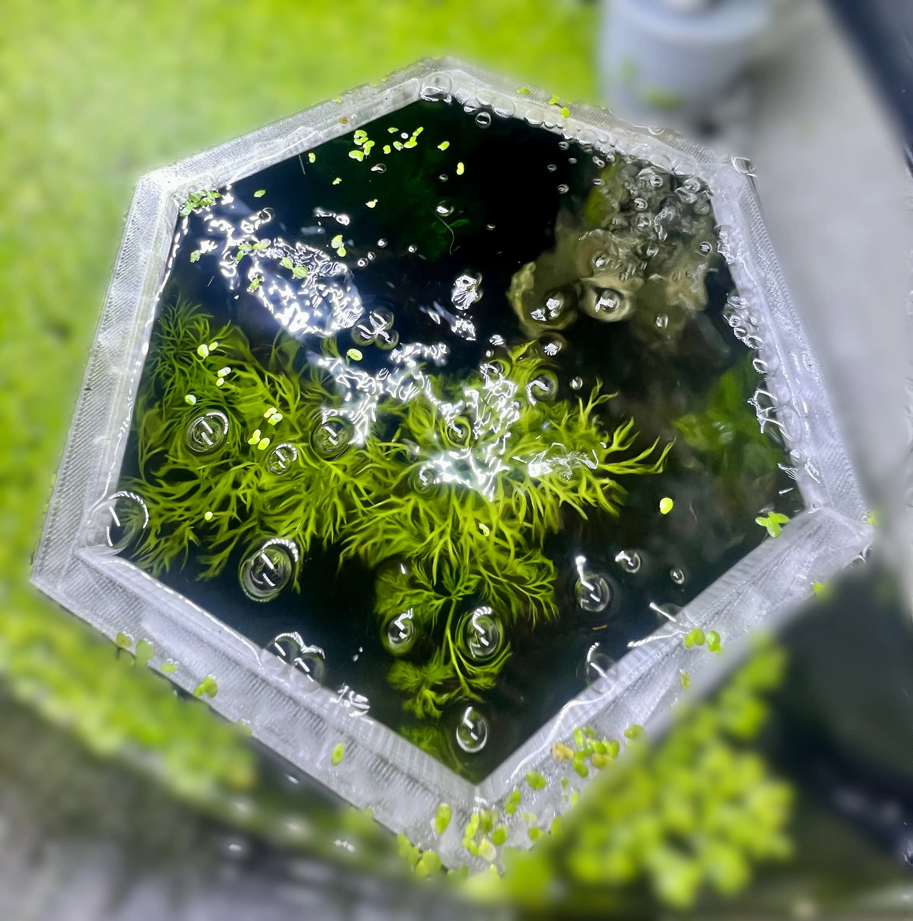 Aquarium Rings