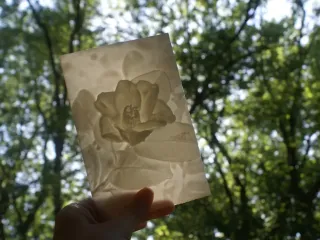 Camellia More-Than-a-Lithophane