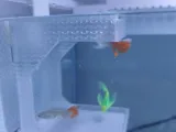 Aquarium Fish Feeder-2