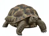Tortoise-0