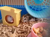 HAMSTER - BIRD house (EASILY WASHABLE)-2