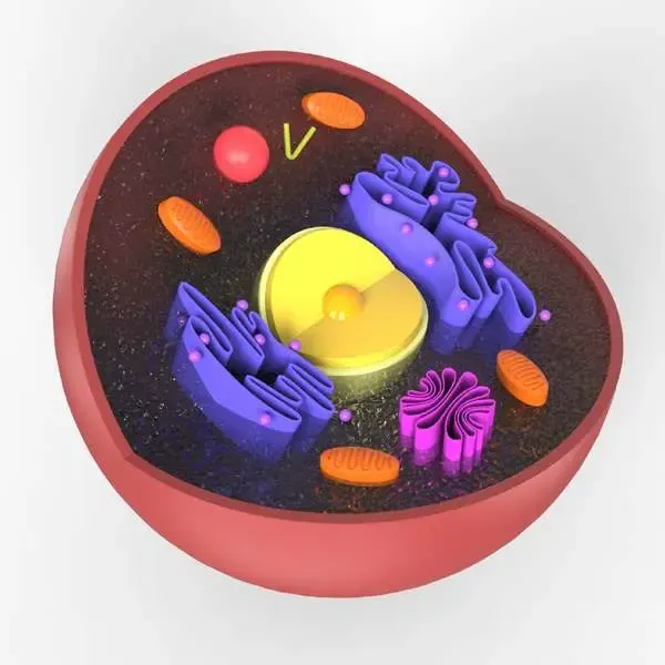 Nucleus