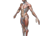 Advanced Human Body Study Collection-3