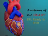 ANATOMIA INIMII PENTRU EDUCAȚIE-0