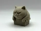 Chonky Box Kitten-4