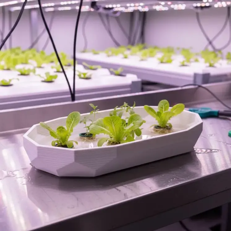 Plant Tray