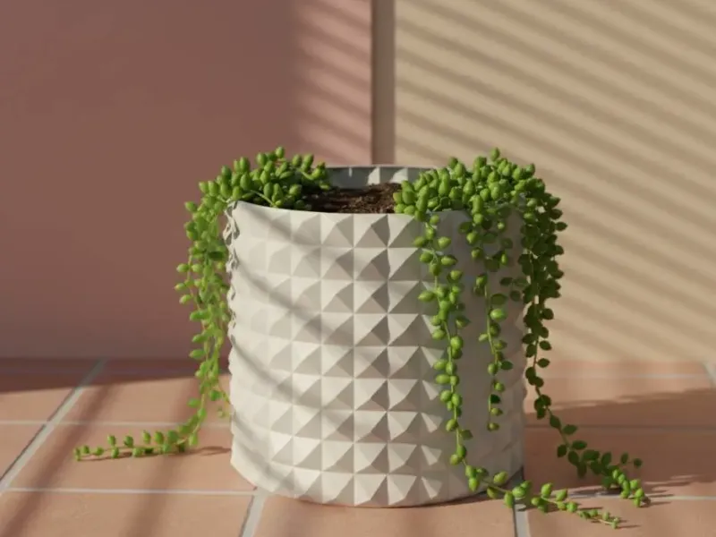 Pot maceta plants