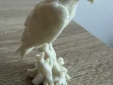 Northren goshawk-2