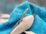 Humpback Whale-4