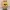 odie funko pop