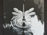 Dragonfly-1