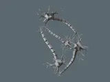Neuron Network Anatomical Model 3D Printable Model-1