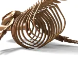 Fin Whale Skeleton – Massive Realistic Marine Animal 3D Mode-7
