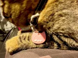 S3D Customisable Cat ID Tag – 3D Printable Pet Name Tag-2