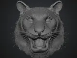 Kaplan Yüzü - Tiger Face-1