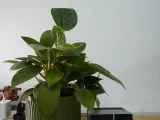 Mini Desk Planter – A Touch of Green, Anywhere, 60-140mm-3