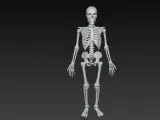 skeleton-1
