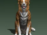 BORDER COLLIE-3