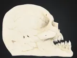 The Bone Collector-2